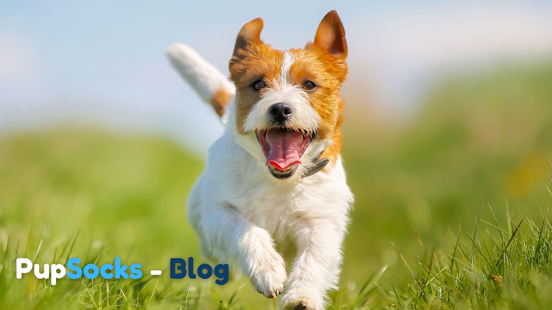 Top 10 webových stránek, které chcete vyhledat cane corso pes