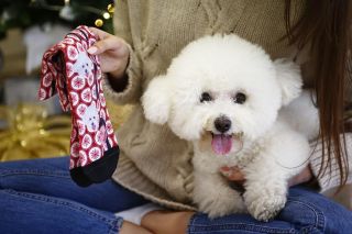 Chcete mít svého mazlíčka neustále s sebou? 🐶 Je to jednoduché! Nechte potisknout fotku svého chlupáče na PupSocks ponožky...