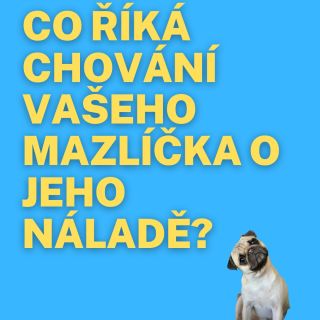 🐾 Co říká chování vašeho mazlíčka o jeho náladě? 🐶🐱🐹 Víte, co znamená, když váš pes vrtí ocasem, kočka švihá ocasem nebo...