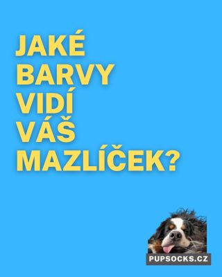 🐶🎨 Vidí váš mazlíček barvy stejně jako vy? Ne tak docela! Psi milují modrou a žlutou, kočky preferují zelenou a ptáci si...