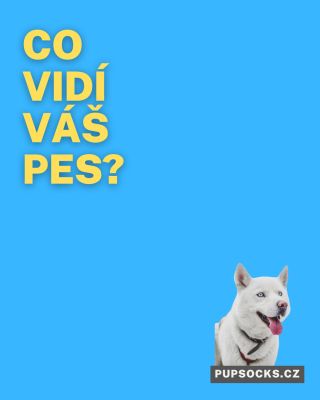 Co vidí váš pes, když se na vás dívá? 🐶👀 Jeho pohled není jen roztomilý – je to vědecky podložený projev lásky, důvěry a...